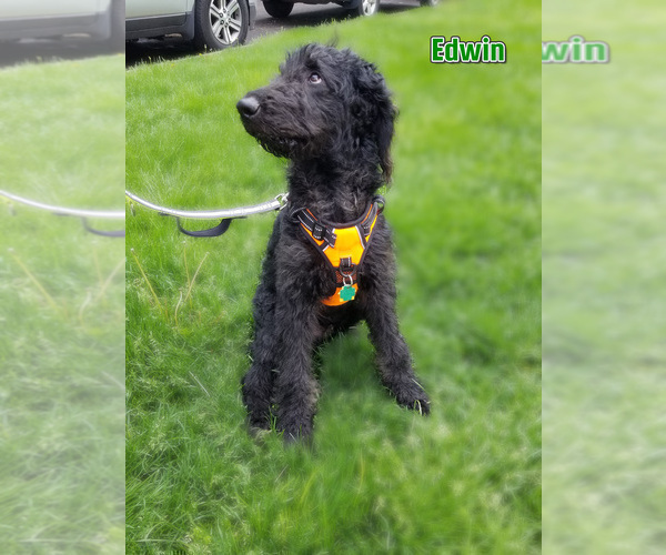 Medium Photo #4 Labradoodle Puppy For Sale in CHICAGO, IL, USA