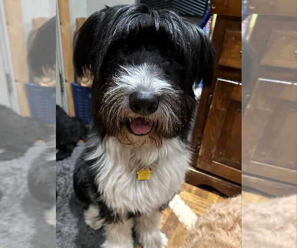 Medium Photo #19 Mutt Puppy For Sale in New York, NY, USA