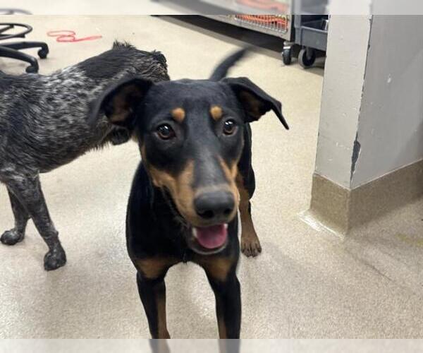 Medium Photo #1 Doberman Pinscher-Unknown Mix Puppy For Sale in Grand Prairie, TX, USA