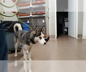 Siberian Husky Dogs for adoption in Aurora, IL, USA