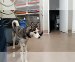 Small Siberian Husky