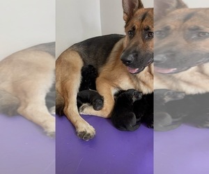 Father of the German Shepherd Dog puppies born on 08/02/2022