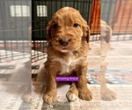 Puppy Amazing Grace Goldendoodle
