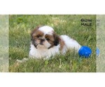 Small #28 Shih Tzu