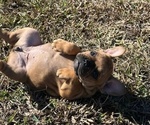 Small Photo #14 French Bulldog Puppy For Sale in MAYO, FL, USA