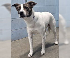 American Pit Bull Terrier-Unknown Mix Dogs for adoption in Evansville, IN, USA
