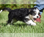 Small #5 Auss-Tzu