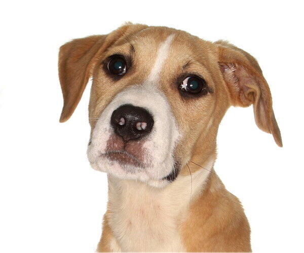 Medium Photo #3 Mutt Puppy For Sale in Oakland Park, FL, USA