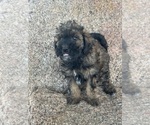 Small #18 Poodle (Miniature)-Poodle (Standard) Mix
