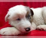 Small #8 Australian Shepherd