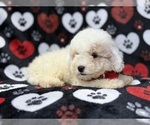 Hex - Male Bichpoo Puppy for Sale - Photo #4