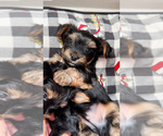 Small Photo #5 Yorkshire Terrier Puppy For Sale in WEST HARTFORD, CT, USA