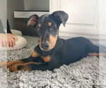 Small #3 Doberman Pinscher Mix