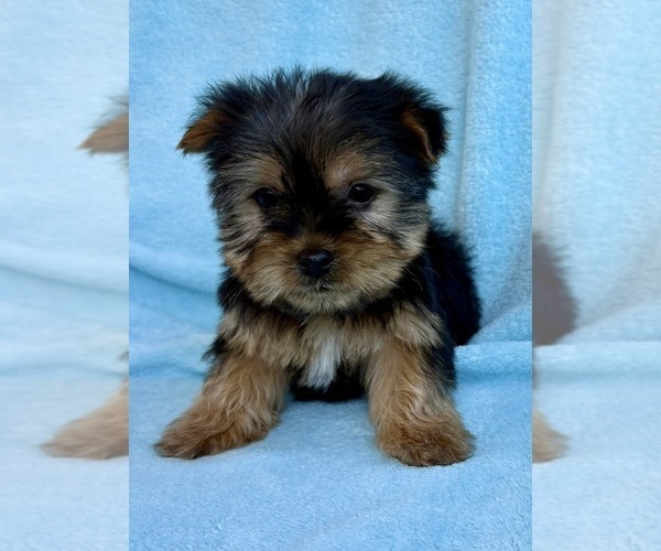 Medium Photo #2 Yorkshire Terrier Puppy For Sale in FAIR HAVEN, MI, USA