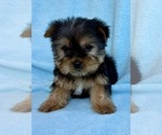 Small #1 Yorkshire Terrier