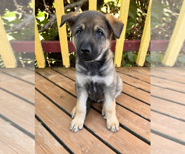 Medium Photo #1 German Shepherd Dog Puppy For Sale in BURLINGTON, WA, USA