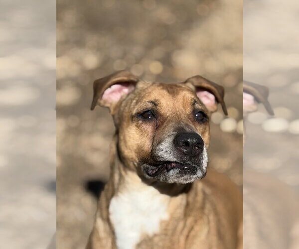 Medium Photo #5 Mutt Puppy For Sale in Jackson, MS, USA