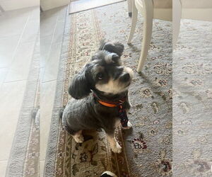 Medium Maltese Mix