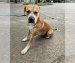 Small Labrador Retriever Mix