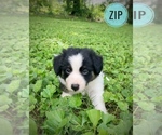 Small Photo #5 Border Collie-Papillon Mix Puppy For Sale in CULPEPER, VA, USA