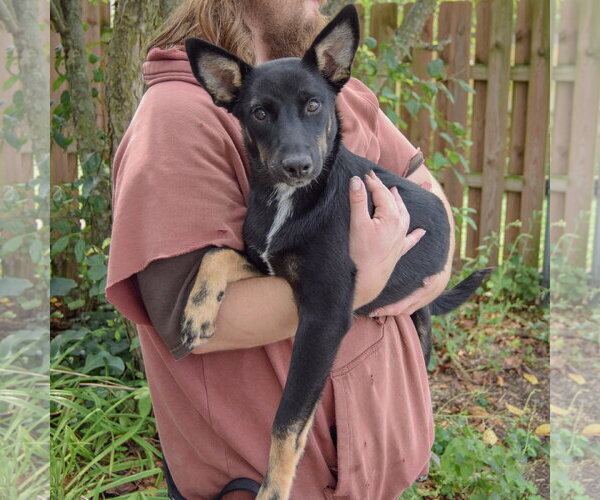 Medium Photo #3 Siberian Husky-Unknown Mix Puppy For Sale in Huntley, IL, USA
