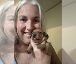 Small #5 Dachshund