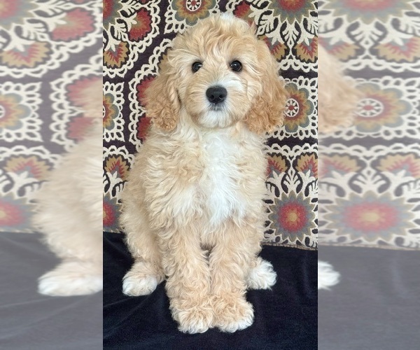 Medium Photo #2 Australian Labradoodle Puppy For Sale in WASHINGTON, NC, USA
