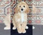 Puppy Maria Australian Labradoodle