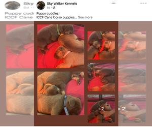 Cane Corso Puppy for sale in PALMYRA, VA, USA