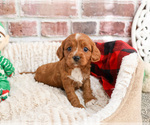 Small #13 Cavapoo (Miniature)