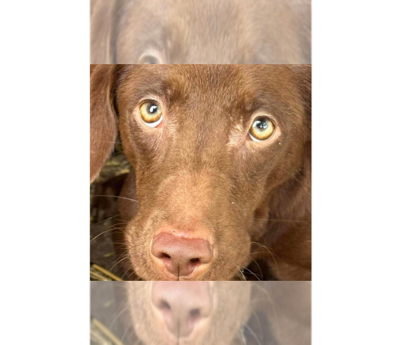 Medium Photo #3 Boykin Spaniel-Whippet Mix Puppy For Sale in New York, NY, USA