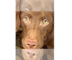 Small #2 Boykin Spaniel-Whippet Mix
