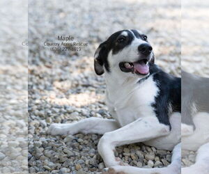 Medium Retriever  Mix