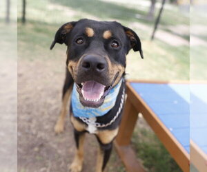 Rottweiler-Unknown Mix Dogs for adoption in San Antonio, TX, USA
