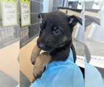 Small Labrador Retriever Mix