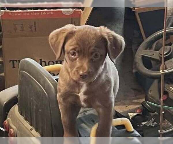 Medium Photo #1 Mutt Puppy For Sale in Candler, NC, USA