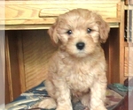 Small Photo #5 Cavapoo Puppy For Sale in FINDLAY, OH, USA