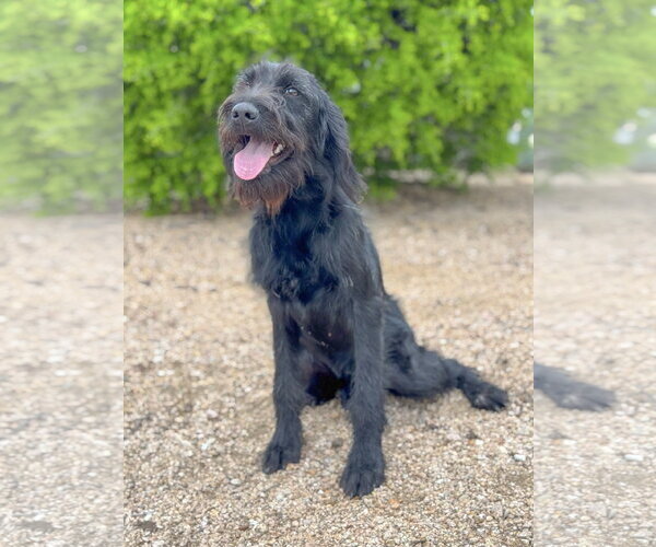 Medium Photo #7 German Wirehaired Pointer-Unknown Mix Puppy For Sale in PIPE CREEK, TX, USA