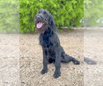 Small #6 German Wirehaired Pointer Mix