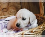 Puppy Royce English Cream Golden Retriever
