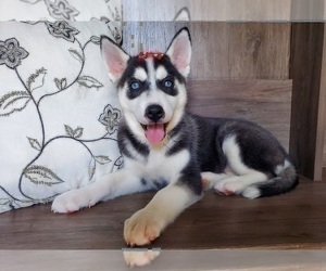 Siberian Husky Puppy for sale in ELKHART, IN, USA