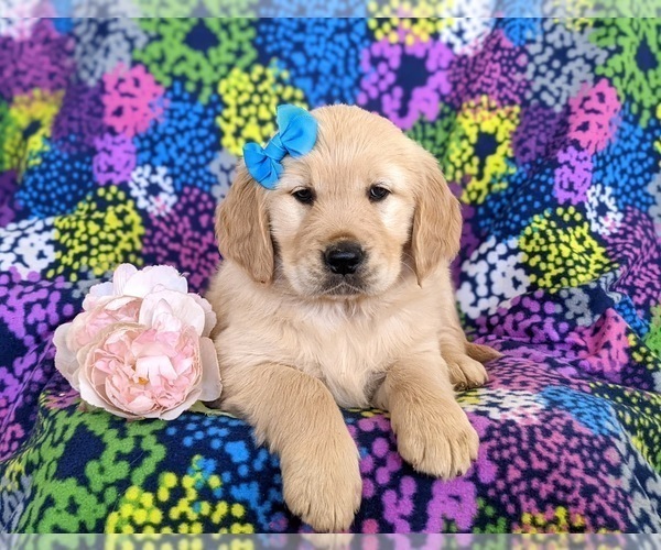 Medium Photo #7 Golden Retriever Puppy For Sale in OXFORD, PA, USA