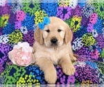 Small Photo #7 Golden Retriever Puppy For Sale in OXFORD, PA, USA