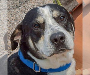 Bayou - Male Borador Dog for Adoption - Photo #2