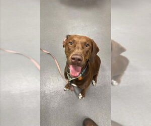 Labrador Retriever Dogs for adoption in Corpus Christi, TX, USA