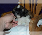 Small #2 Shih Tzu