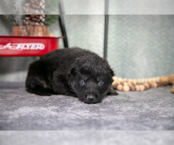 Medium Photo #10 German Shepherd Dog Puppy For Sale in NAPPANEE, IN, USA