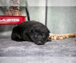 Small Photo #10 German Shepherd Dog Puppy For Sale in NAPPANEE, IN, USA