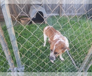 Australian Cattle Dog-Saint Bernard Mix Dog for Adoption in GALAX, Virginia USA