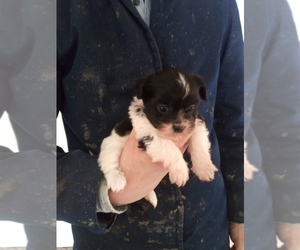 Zuchon Puppy for sale in SHIPSHEWANA, IN, USA